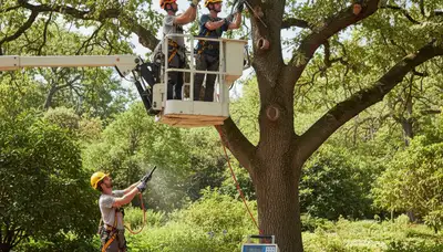 Los Angeles arborist treats diseased tree for fungi and pests on a residential property