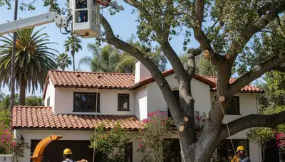 Tree service crew removing a tree in Los Angeles, CA for safe property maintenance