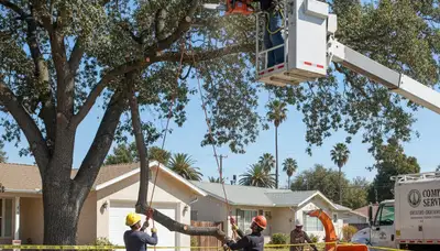 Los Angeles, CA tree removal crew providing professional arbor care for residential and commercial properties