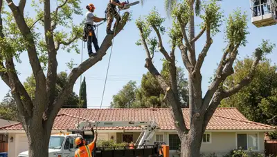 Tree service team in Los Angeles, CA providing professional tree removal and trimming services