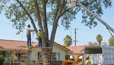 Tree service crew in Los Angeles, CA performing professional tree removal for a local property