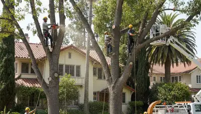 Tree service crew in Los Angeles, CA providing professional tree removal and trimming
