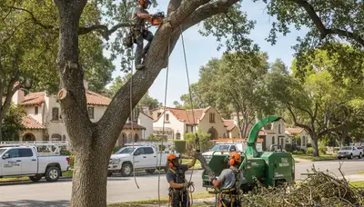 Tree service crew in Los Angeles, CA performing professional tree removal and trimming work