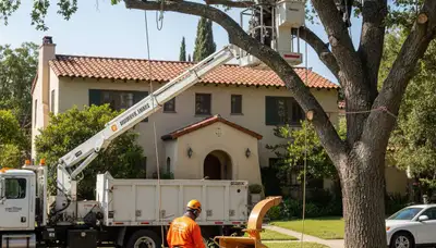 Tree service crew providing safe tree removal in Los Angeles, CA