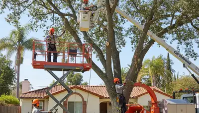 Tree service crew removing a tree in Los Angeles, CA for safe residential property care