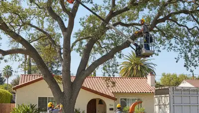 Tree service crew in Los Angeles, CA providing professional tree removal and trimming services