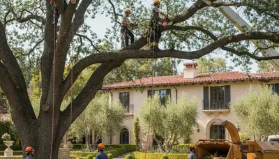 Tree service crew trimming and removing trees in Los Angeles, CA