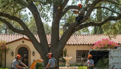 Tree service crew in Los Angeles, CA providing professional tree removal and arborist care