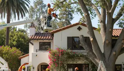 Tree service crew in Los Angeles, CA providing professional tree removal and trimming services