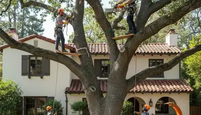 Tree service crew in Los Angeles, CA providing professional tree removal and trimming services