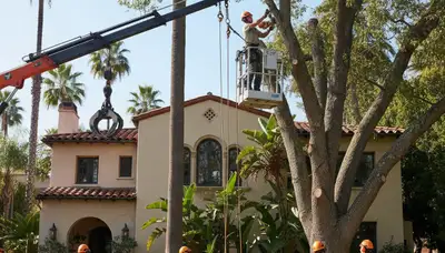 Tree service in Los Angeles, CA for safe tree removal, trimming, and arbor care