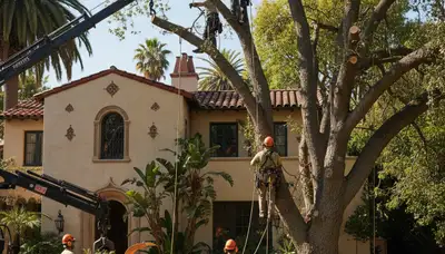 Tree service crew in Los Angeles, CA removing a tree for safe residential property care