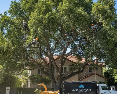 Tree trimming service for Los Angeles, CA homeowners and dense canopy maintenance